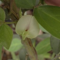 Macrotyloma uniflorum (Lam.) Verdc.